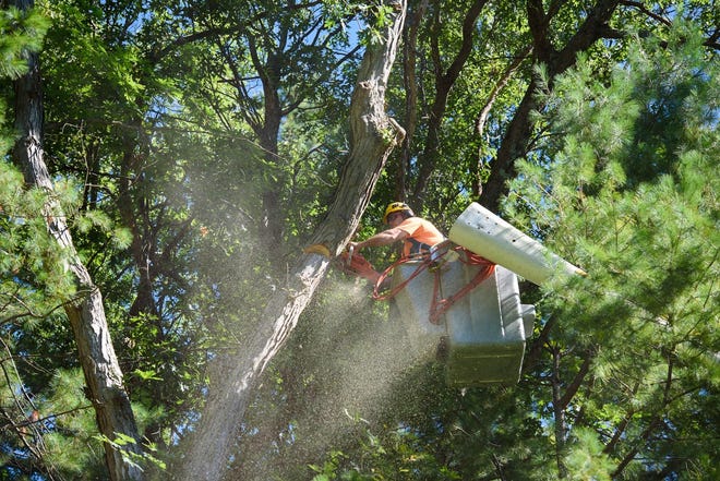 Eversource’s efforts to minimize the damage trees to do power lines during a storm include regular maintenance such as this branch trimming. [Courtesy photo]