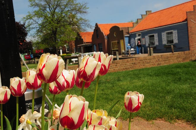 Tulips bloom at Dutch Village. [SENTINEL FILE PHOTO]