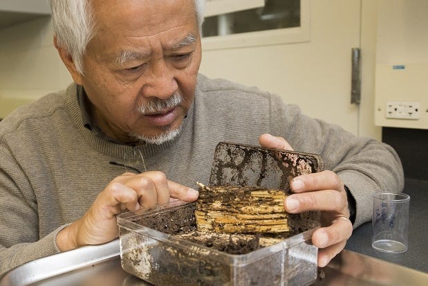 Dr. Nan-Yao Su, a world-renowned termite bait inventor at the University of Florida, will be inducted into the Pest Management Professional Hall of Fame on Oct. 22 in Orlando. [Submitted photo]
