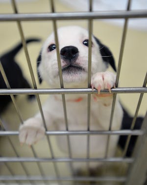 The Lake County Commission is ramping up its efforts to find homes for pets at its no-kill Animal Shelter. [DAILY COMMERCIAL FILE]