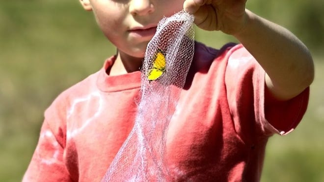 See what you can catch in your net at the Wildflower Center this week. Ralph Barrera/American-Statesman 2002