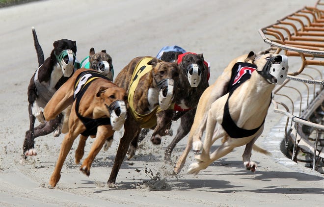 Greyhounds run hard as they round a curve on March 30, 2016 at the Daytona Beach Kennel Club and Poker Room. Greyhound breeders and trainers are asking the courts to strip a proposed constitutional amendment from the November ballot that would outlaw greyhound racing at dog tracks by 2020, a process known as “decoupling.” [News-Journal/Gatehouse Media File]