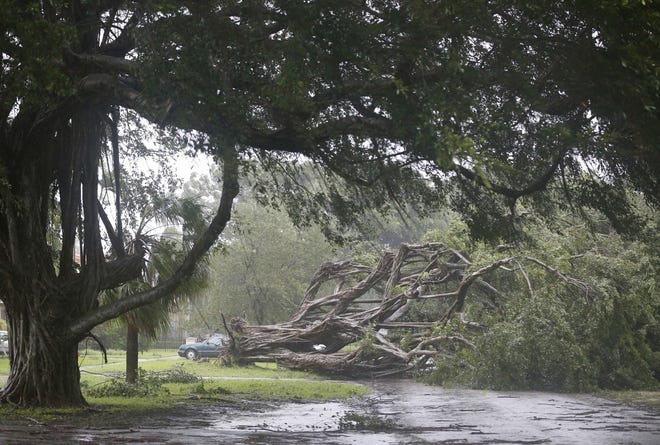A large tree blocks a residential street as Hurricane Irma passes by on Sept. 10, 2017, in Coral Gables. [AP File Photo]