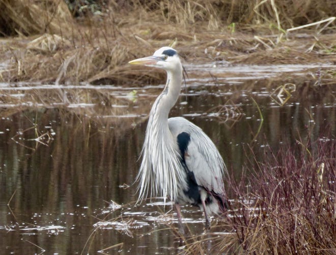 Mary Ulinski of Sanbornville recently submitted this photo of a great blue heron fishing at the Branch River Conservation Area in Wakefield.
