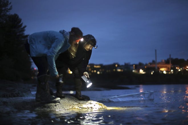 In this May 25, 2017, file photo, licensed eel fishermen Jessica Card, left, and Julie Keene shine flashlights into the water on the banks of the Penobscot River after setting a net in Brewer, Maine. America's only significant state fishery for baby eels has blown past records for value in spring 2018, as high demand from overseas aquaculture companies is driving prices to new heights. [AP Photo/Robert F. Bukaty, File]