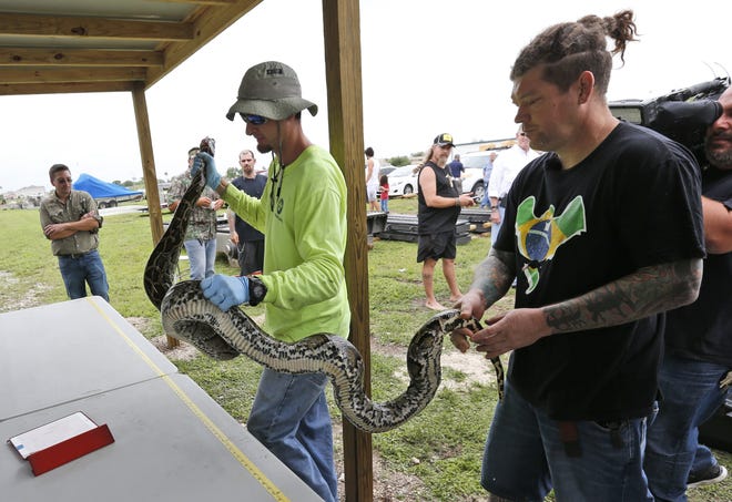 Python hunter Brian Hargrove, right, is helped by Marcos Fernandez, left, with the South Florida Water Management District, as they measure and weigh the 1,000th python caught in the Florida Everglades, Tuesday in Homestead, Fla. The state has been paying a select group of hunters to kill the invasive snakes on state lands in South Florida since March 2017. [AP Photo/Wilfredo Lee]