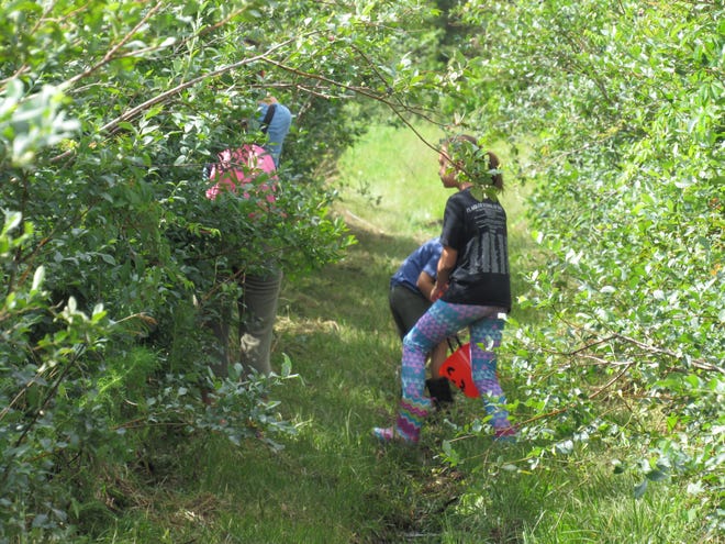 Some Flagler families take the opportunity to spend a morning in the country picking blueberries at Cowart Farms for the first day of blueberry picking season on Saturday. The u-pick blueberry patch is expected to reopen from 8 a.m.. to 4 p.m. Saturday and Sunday. [News-Tribune/Danielle Anderson]