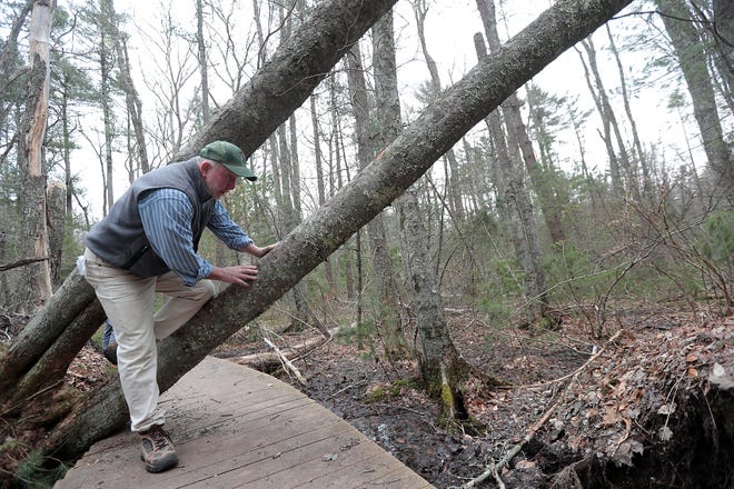 Recreation Trail Committee member Ned Bangs climbs around a tree that had fallen over the boardwalk on the John Little Conservation Land during one of the nor'easters over the winter.

[Wicked Local Staff Photo/Robin Chan]