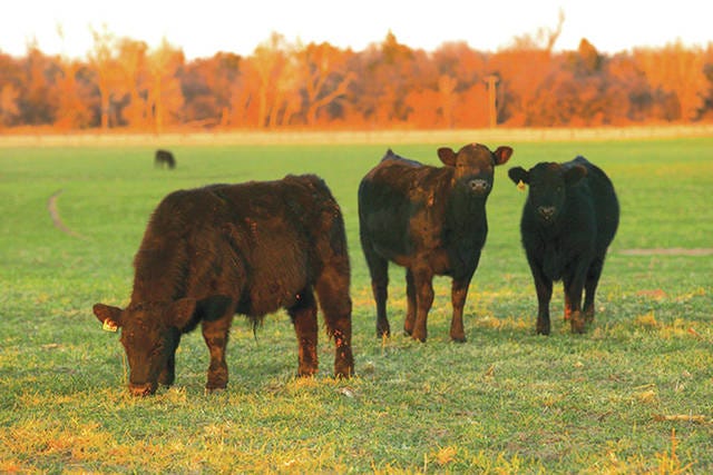 Stocker cattle are a common sight throughout Oklahoma, and play a key role in Oklahoma’s cattle inventory averaging $3.7 billion annually in cash receipts, a major boon to the state economy. Todd Johnson/Oklahoma State University