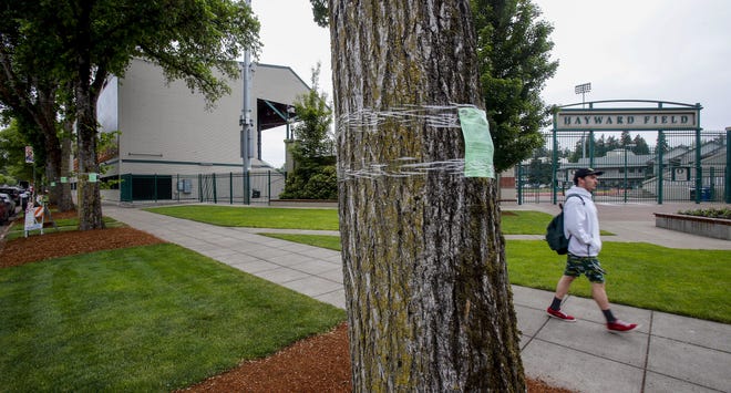 Notices are taped to 23 trees along Agate Street near the Hayward Field east grandstand slated to be removed to make way for new construction at the University of Oregon facility. The notice also indicates 33 trees will be replanted once the project is completed. [Andy Nelson/The Register-Guard] - registerguard.com