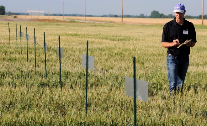 Erick DeWolf, plant pathologist for Kansas State Research and Extension, looks over demonstration plots in a field southwest of Solomon before the start of the Central Kansas District wheat plot tour. [TOM DORSEY / SALINA JOURNAL]