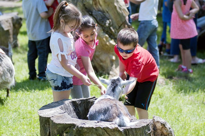 Children feed goats at Fort Rickey Children's Discovery Zoo on Thursday. [PETER FRANCHELL/OBSERVER-DISPATCH]
