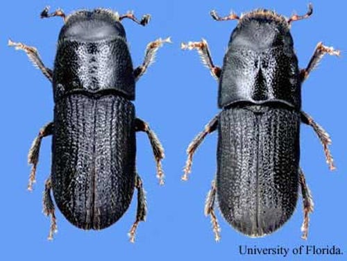Top view of southern pine beetles, Dendroctonus frontalis Zimmermann, with male on the left and female on the right. [Photo by DAVID ALMQUIST | University of Florida]