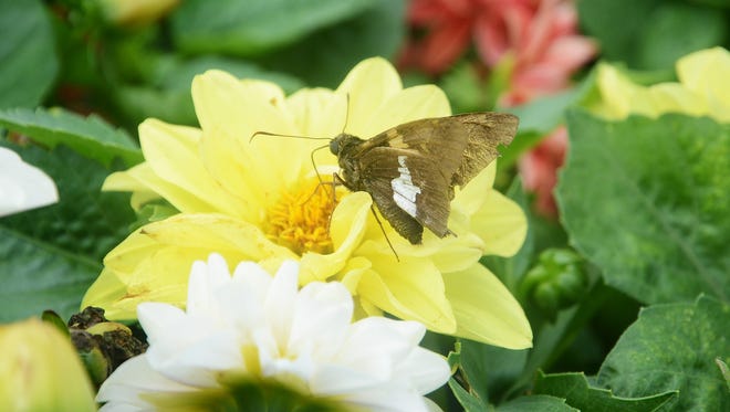 A butterfly nestles among the petals Tuesday on one of the the many varieties of flowers and plants at Griffin's Plant Farm. [Janet S. Carter / The Free Press]