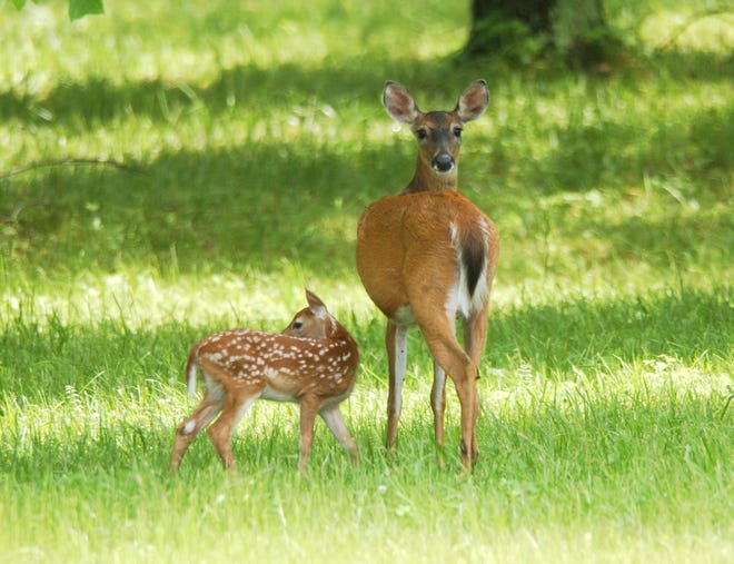 A whitetail doe and her young enjoy the nice weather Monday near Dover. (TimesReporter.com / Jim Cummings)
