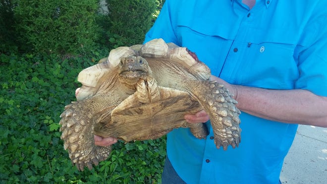 CHRIS KAERGARD / JOURNAL STAR

Doug Holmes, a zookeeper and herpetologist at Peoria Zoo, holds a tortoise found Friday in Donovan Park near Knoxville Avenue and Northmoor Road.