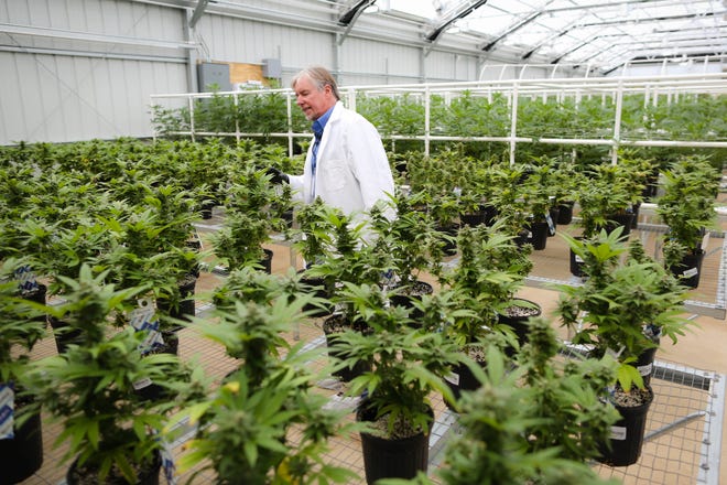 Robert Wallace, president of CHT Medical in Alachua, gives a tour in 2017 of the company's growing operations where medical cannabis is actively being raised and processed in an oil form for approved patients in the state. (Gainesville Sun file photo)