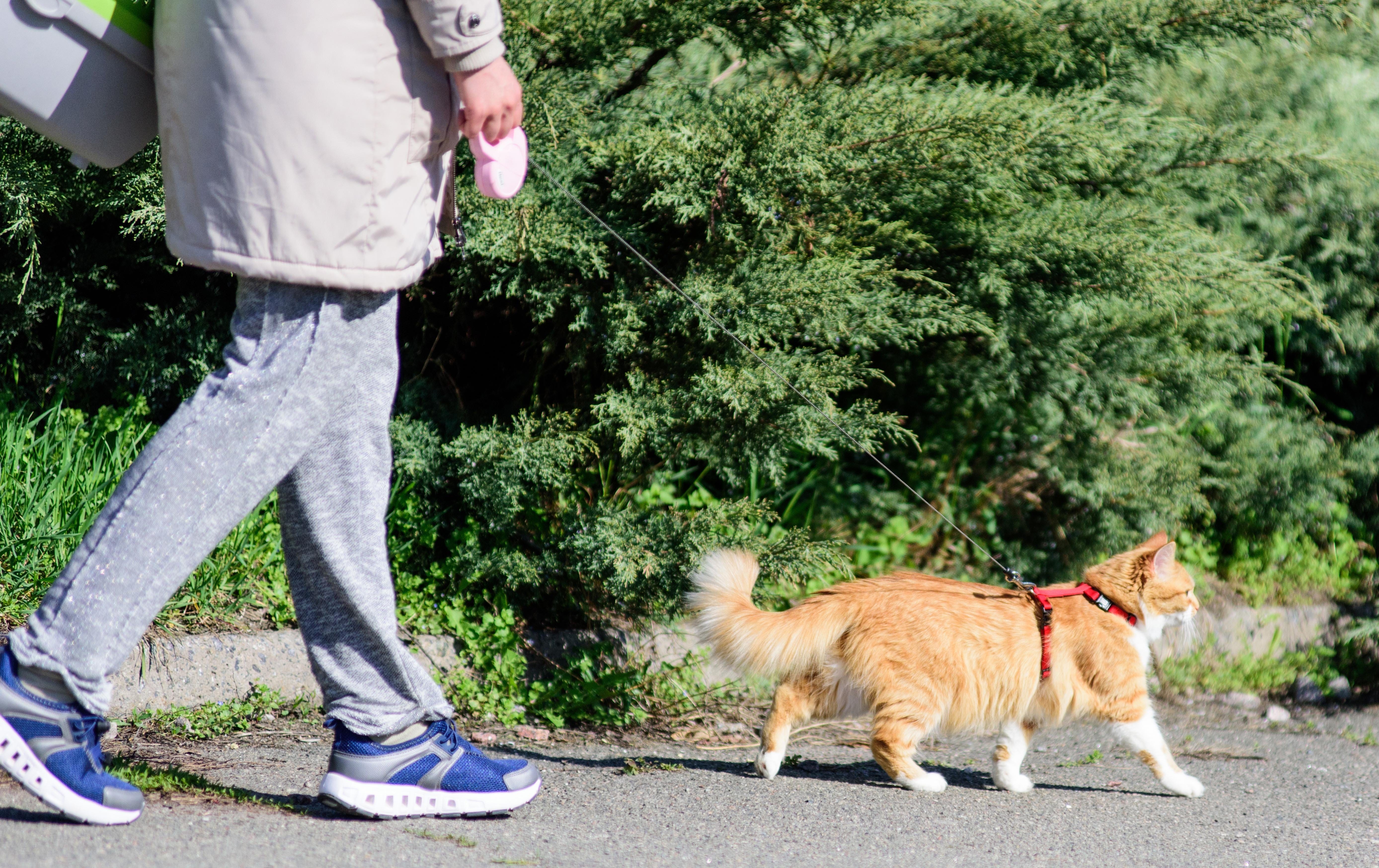 Можно гулять с котом. Поводок для кошек. Кот на прогулке. Кот на прогулке на поводке. Кошка гуляет.