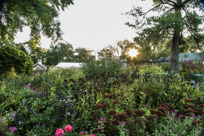 At the end of the growing season, the cutting garden at Hillwood Estate, Museum & Gardens is still producing blooms for flower arrangements. Cutting gardens require a lot of planning and planting for continual supplies of material. 

Photo: Erik Kvalsvik
