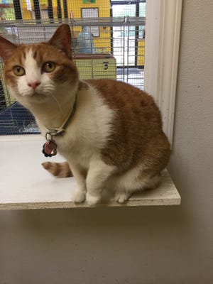Mo is a red and white female cat, and she is positive for feline leukemia. [HOPE HUMANE SOCIETY]