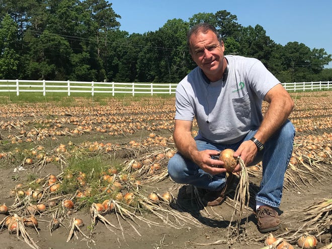 Kenny McIlwean, owner of McIlwean Turf Farms, kneels beside his onion crop. The onions should have been harvested a week ago, he said, but excessive rain has left the fields too wet. Weather has created difficult conditions for farmers across the state, officials say. [BILL HAND / SUN JOURNAL STAFF]