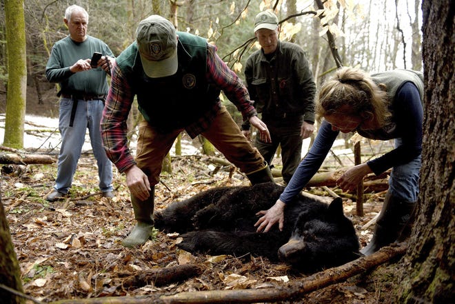 Andrew Timmins, the bear project leader with the New Hampshire Department of Fish and Game, steps over a tranquilized black bear in Hanover, N.H., on April 13, 2018. Nancy Comeau with USDA wildlife services keeps a hand on the bear after the bear had been moved onto her side. Behind them is bear expert Ben Kilham, of Lyme, N.H., and Will Staats, a regional wildlife biologist with New Hampshire Fish and Game. The bear was tranquilized so she could be fitted with a radio collar and an ear tag. She has four cubs. [Jennifer Hauck/The Valley News via AP, file]