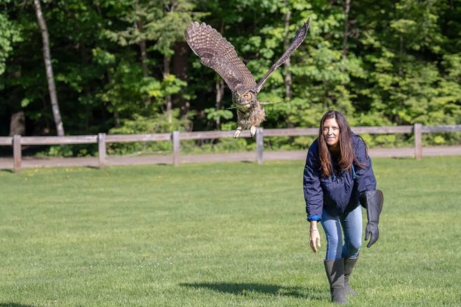 Jane Kelly, a licensed raptor rehabilitator, falconer and educator, releases Exeter, a great horned owl, after she was trapped in a baseball net at Phillips Exeter Academy last week. [Tom Spine/courtesy photo]