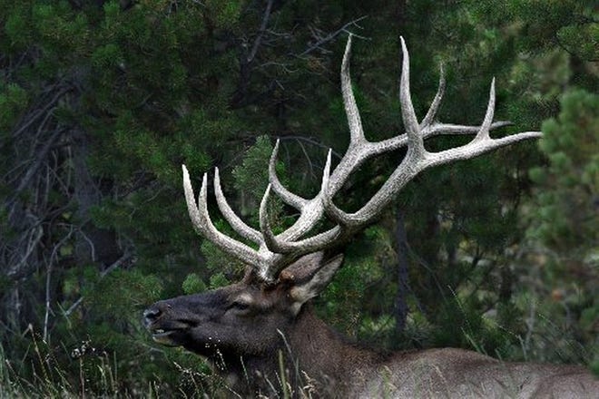 A bull elk in Yellowstone National Park. [Los Angeles Times photo / Anne Cusack]