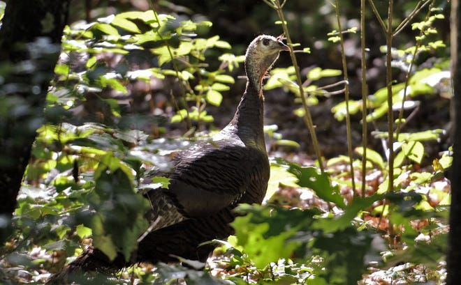 A lone turkey makes his way Tuesday through the woods near a main road in Barre. [T&G Staff/Christine Peterson]