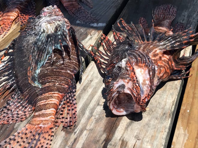 The Lionfish Challenge will go until Sept. 3. [FILE PHOTO]