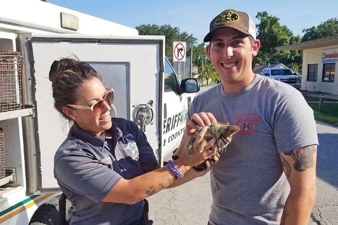 Lake County animal control officer Sharon Beardsley, left, and Fruitland Park Fire-Rescue Lt. Michael Howard hold Shadow after the kitten was saved Tuesday from a drain along U.S. Highway 441 in Fruitland Park. [FRUITLAND PARK FIRE-RESCUE]