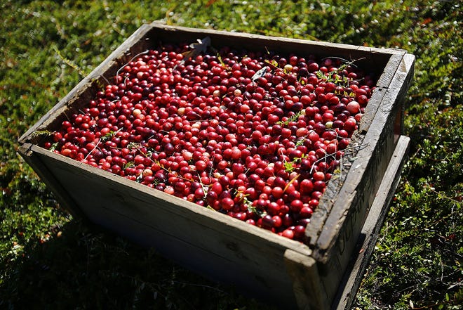 Harvested cranberries at the Rugani Family Trust cranberry bogs off Main Street in Marshfield. [File photo]
