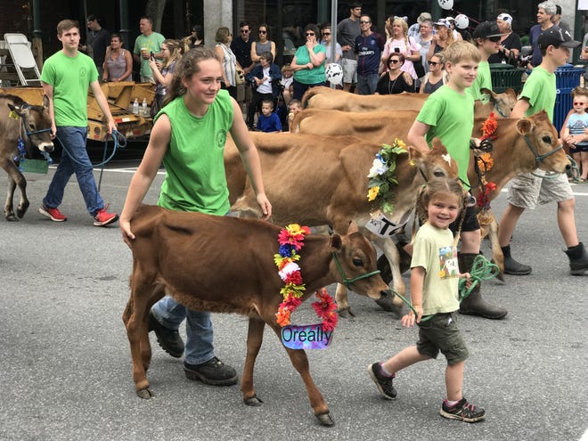 The "Strolling of the Heifers" in southern Vermont. 

[Photo by Rick Holmes]