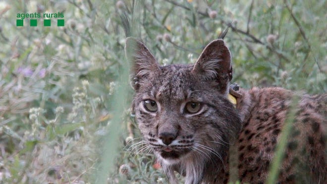 In this undated photo made available by the Catalonia Government a view of a rare lynx captured in Catalonia. Litio, a four-year-old Iberian lynx, had been spotted on the outskirts of Barcelona on May 29. Officials said Thursday, June 7, 2018 the lynx was captured Wednesday by local authorities along with members of a European animal conservation project.