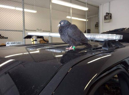 This pigeon showed up at the Streetsboro police station this week and doesn't want to leave.