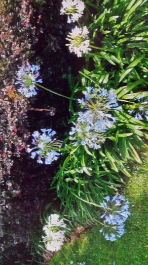 The common name is 'Blue Lily of the Nile,' and the genus is 'Agapanthus.' [CONTRIBUTED PHOTO]