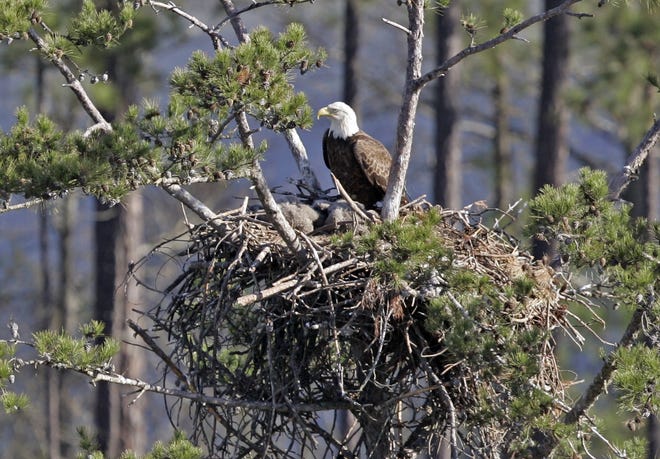 A bald eagle sits on a nest overlooking Lake Oconee near Greensboro, Ga. (AP Photo/John Bazemore)