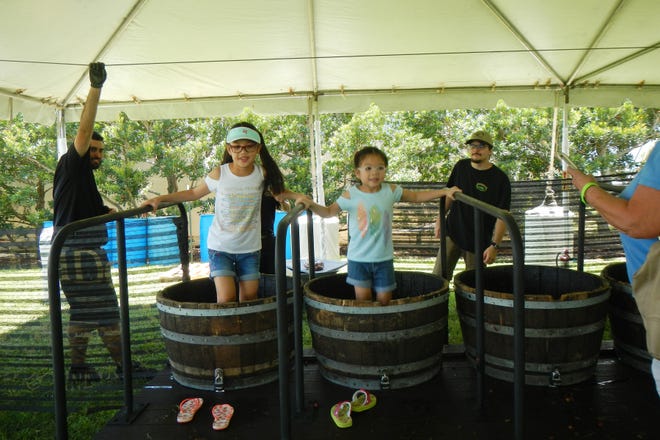 Friday was a slow day at the Summerfest Grape Stomp at Lakeridge Winery in Clermont, so sisters Camille, left, and Juliana Mapalo were able to have a two-man race to see who stomped the most juice. The result was a tie. [LINDA CHARLTON / CORRESPONDENT]