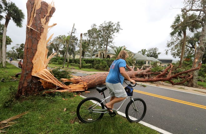 A bicyclist surveys a downed tree on Beach Street at Dix Street in Ormond Beach on Monday, the day after Hurricane Irma's winds. [News-Journal/Jim Tiller]