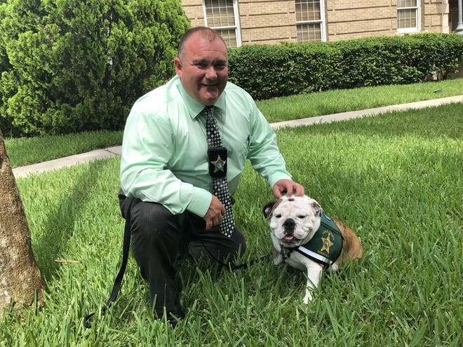 Cpl. Robert Bedgood is pictured with his 2-year-old English bulldog, Mia. Mia is a certified therapy dog who will be working alongside Bedgood. The duo — LCSO’s first-ever certified therapy team — will assist the Special Victims Unit in interviews with victims of violent crimes, especially children, adults and families in crisis and other calls of special circumstances like death notices and more. [ROXANNE BROWN / DAILY COMMERCIAL]