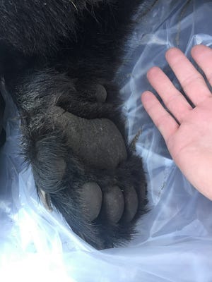 A black bear was killed Tuesday, June 12, 2018, when it was struck by two vehicles on I-77 in Akron. (Courtesy of Akron Police Department)