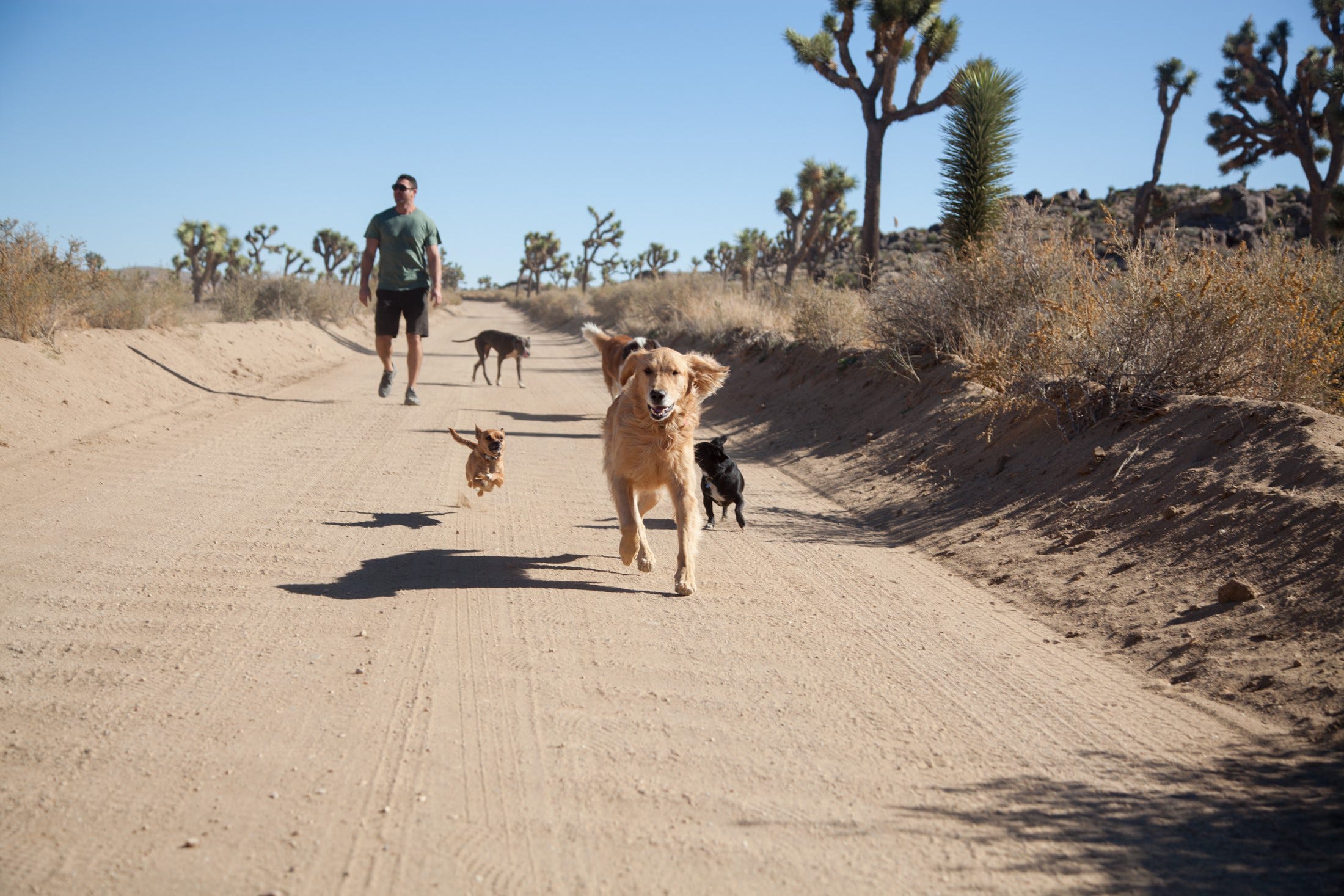 Dog lover is on a cross-country rescue mission