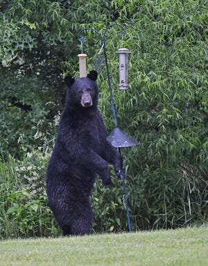 Wadsworth resident Ron Schaefer photographed a black bear Sunday evening visiting a cluster of bird feeders in Wadsworth’s BriarThorn Estates development. The bear was later hit by a car and killed on I-77.