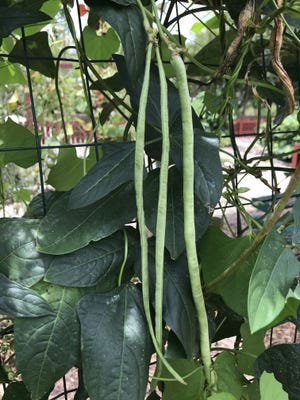 Yard long beans are an unusual and easy-to-grow summer vegetable crop. [SUBMITTED]