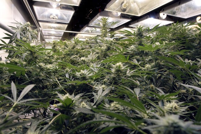 Legislators have killed a proposal by Gov. Gina Raimondo to expand the number of medical marijuana dispensaries in the state to 15. Pictured are adult plants ready for cutting in one of the four grow rooms at the Summit Compassion Center in Warwick. [The Providence Journal / Kris Craig]