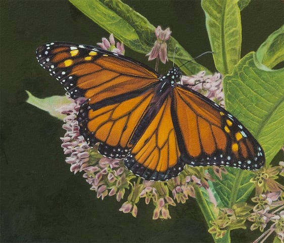 The 9th Annual Nature & Wildlife Juried Exhibition is planned for July 31—Aug. 27 at the St. Augustine Art Association Gallery, 22 Marine St. [Contributed]