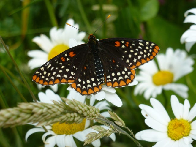 A Baltimore Checkerspot viewed from above. (Courtesy photo/Joe Dwelly)