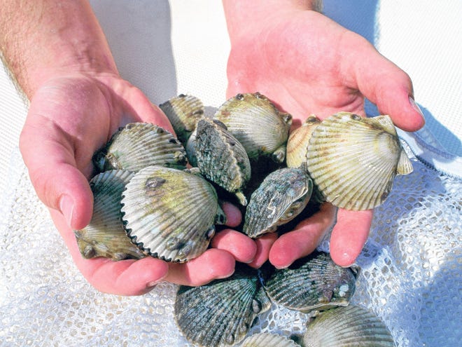 FWC is staggering the scallop season by region this year. [FILE PHOTO]