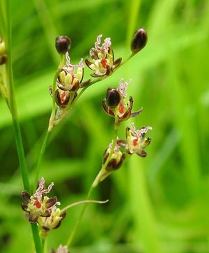 Black Grass, a common salt marsh plant, can be found locally.
[Sue Pike photo]