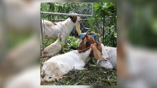 A trio of goats was stolen from the Ledan property in The Acreage last Wednesday. Suzie, Belle and Theodore went missing after a family member left the home for a few hours. The Palm Beach County Sheriff’s Office is investigating the theft. (Photo provided by the Ledan family)